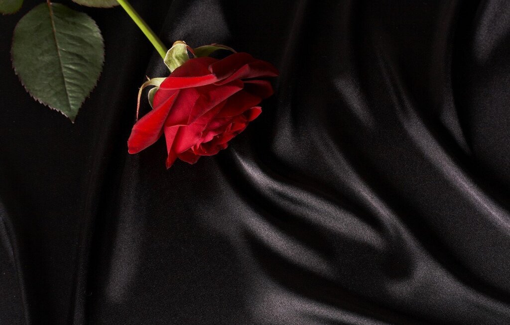 Pictures of roses on a black background