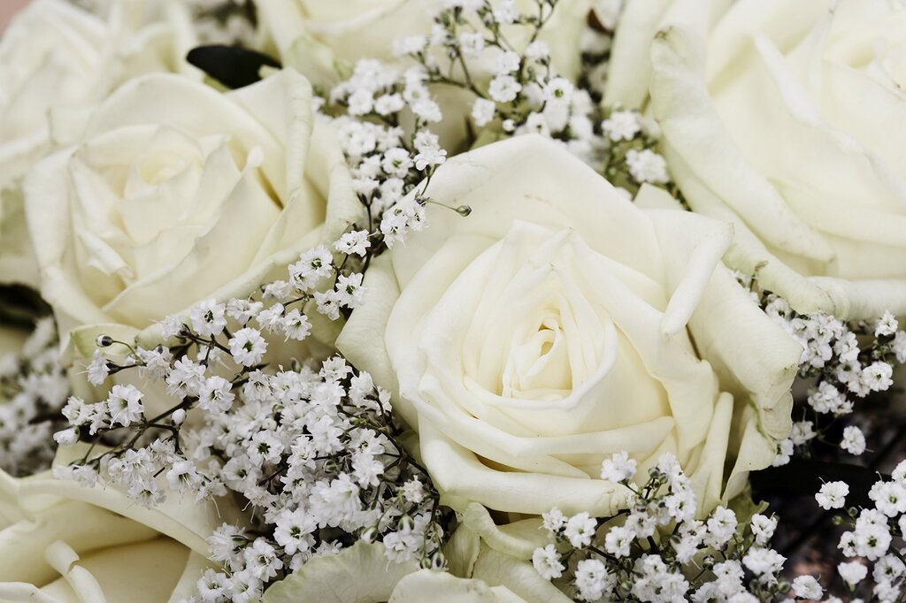 Pictures with white roses