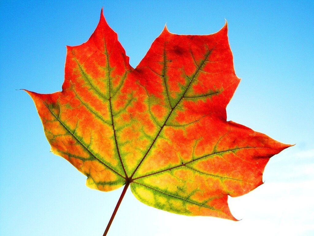 Pictures with leaves