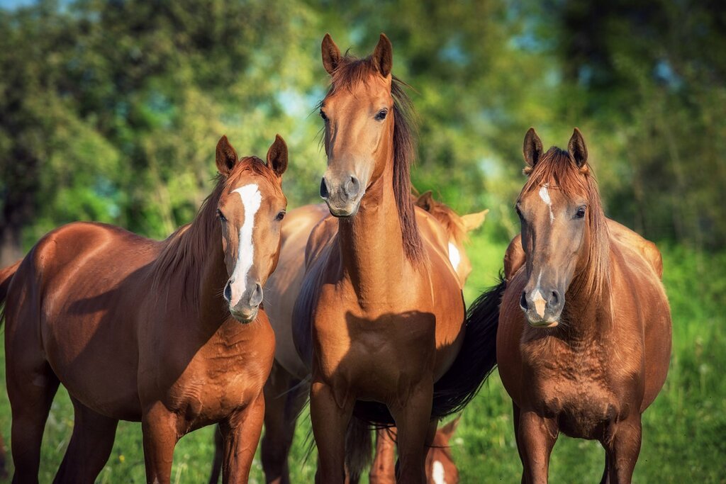 Pictures with horses