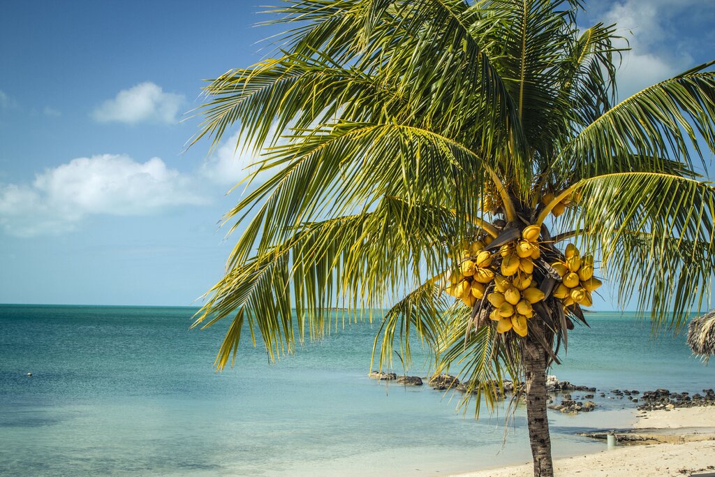 Pictures with palm trees