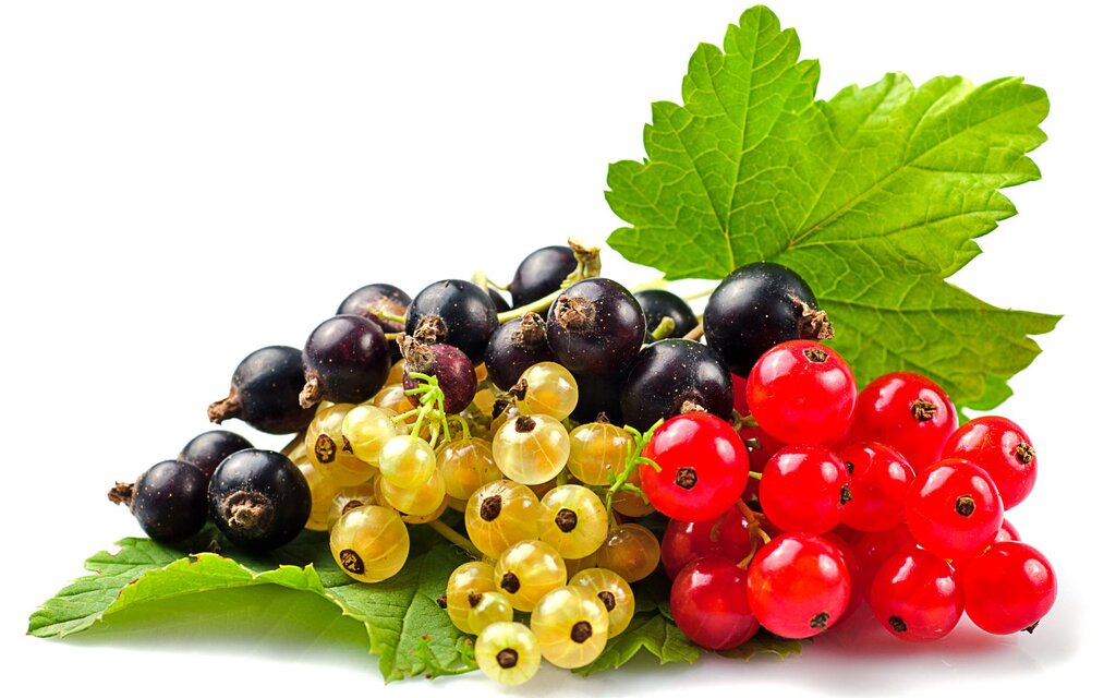 Pictures of currants