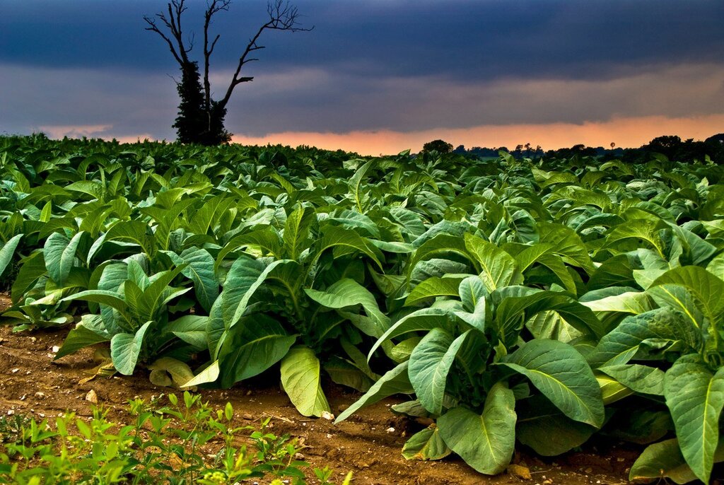 Pictures of tobacco