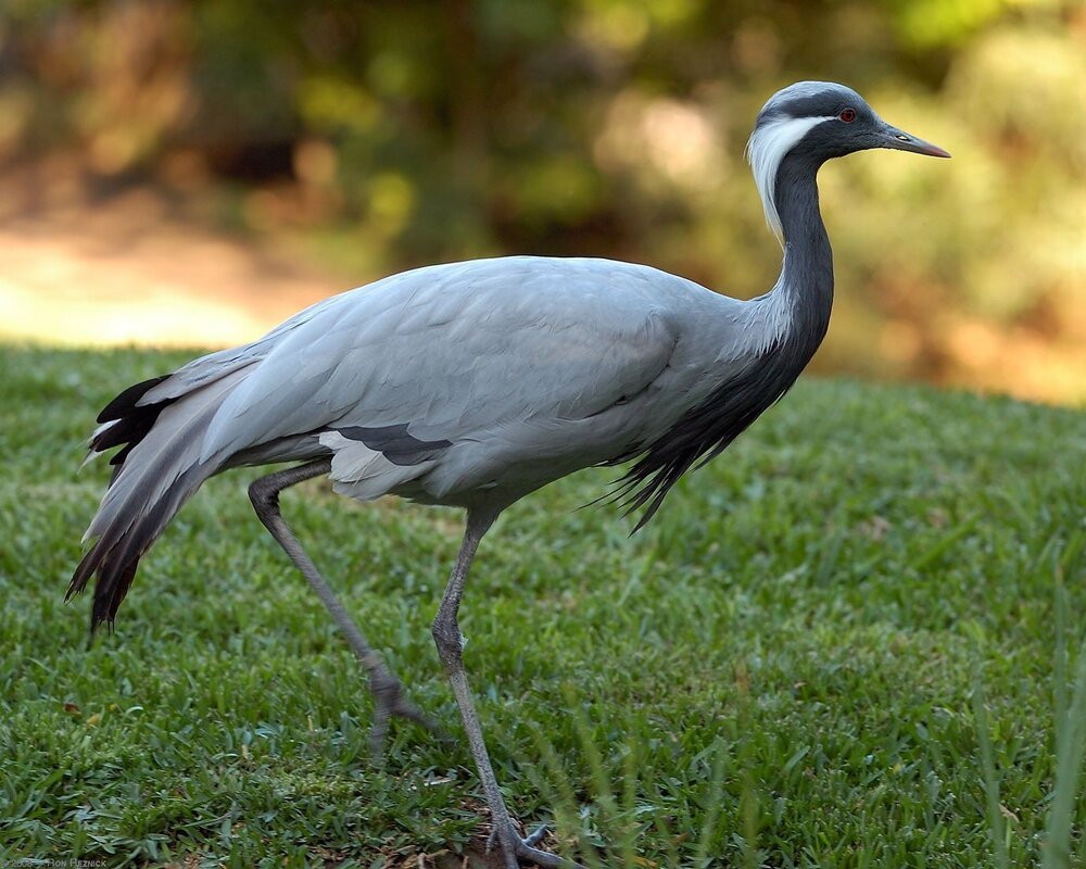 Pictures of cranes