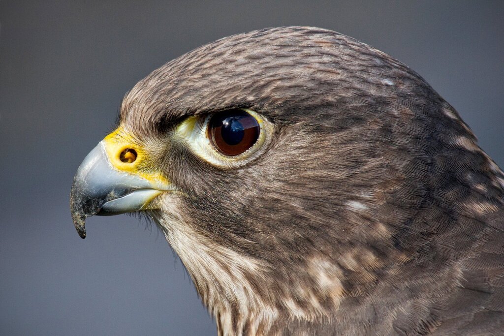 Birds of prey pictures 42 фото