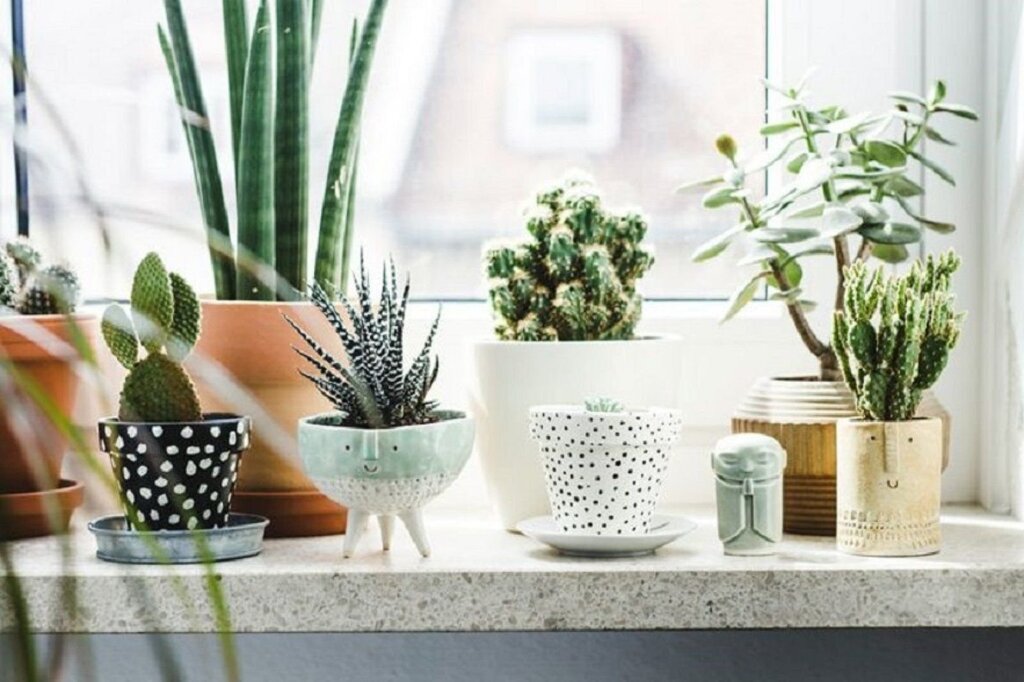 A room with potted flowers