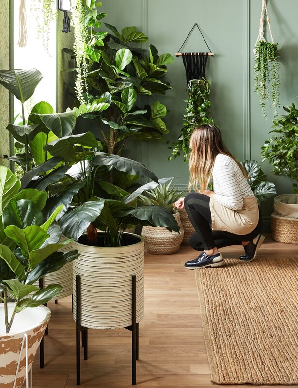 Houseplants in the home