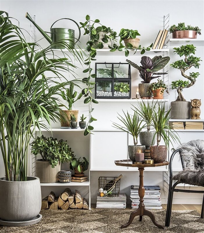 Houseplants in the interior