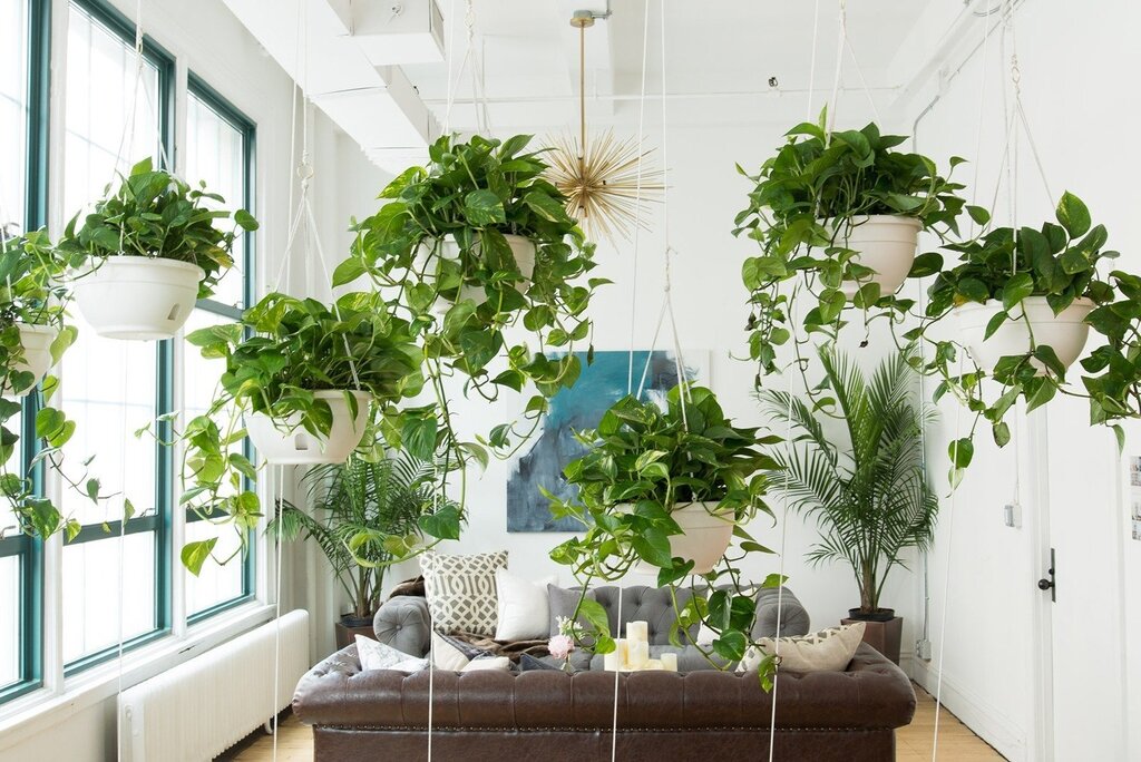 Houseplants in the apartment interior