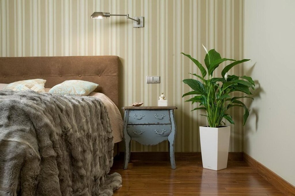 Houseplants in the bedroom