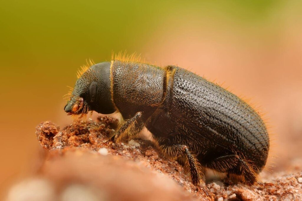 Bark beetle pictures