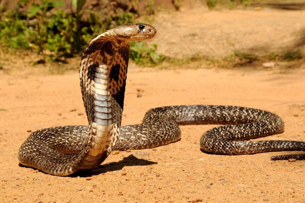 King cobra pictures