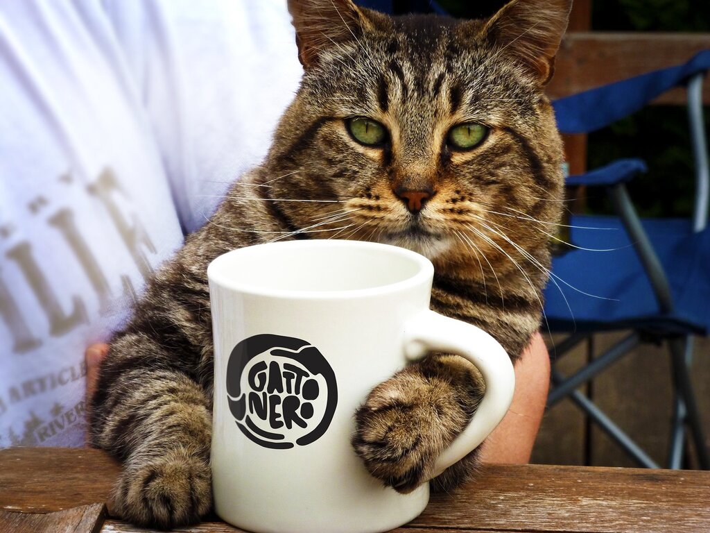 Cat and coffee pictures