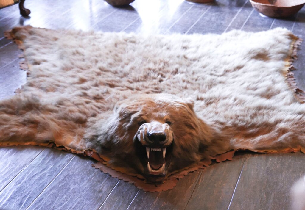 Bearskin rug