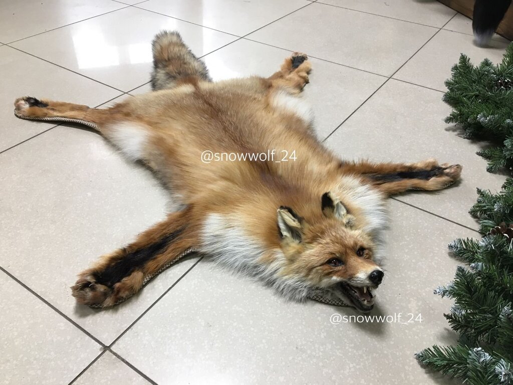 Fox Skin Rug