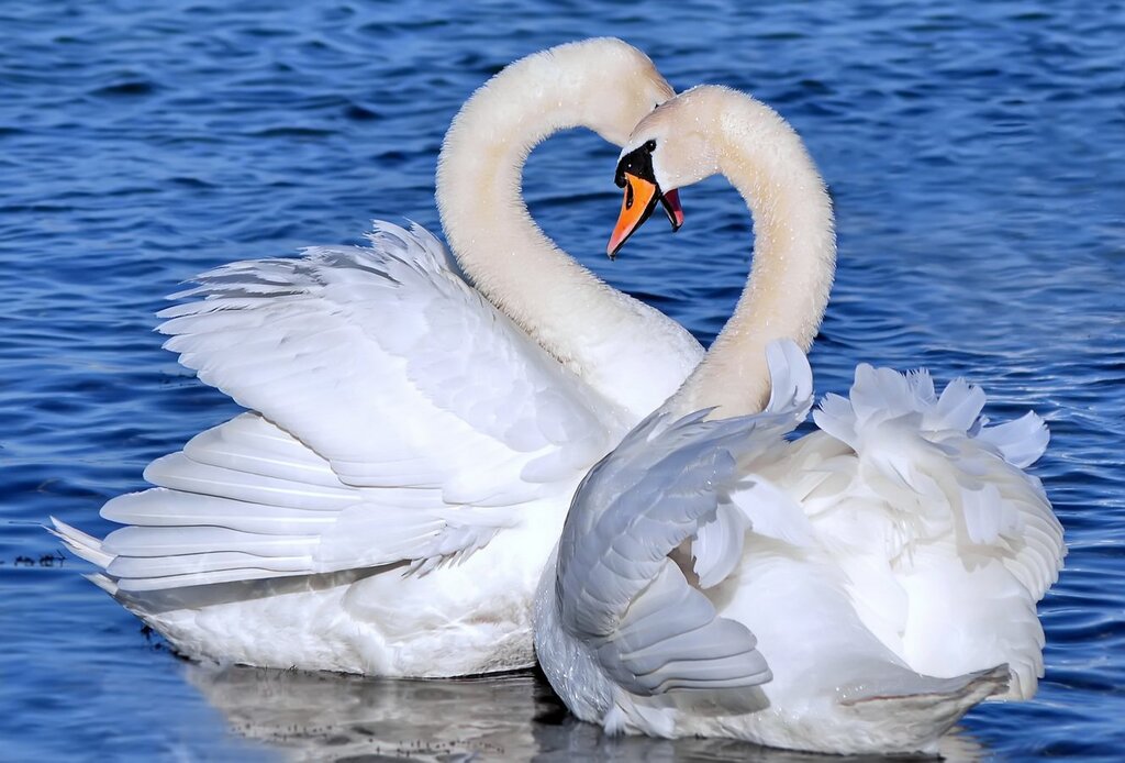 Beautiful pictures of swans