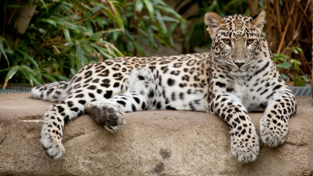 Beautiful pictures of a leopard