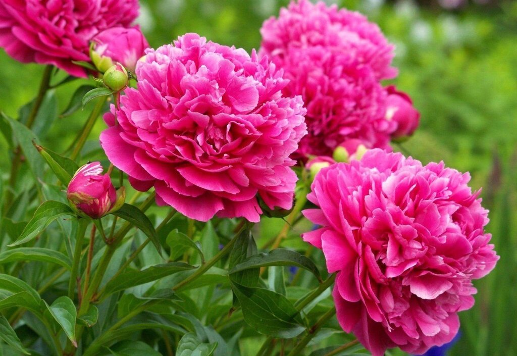 Beautiful pictures of peonies