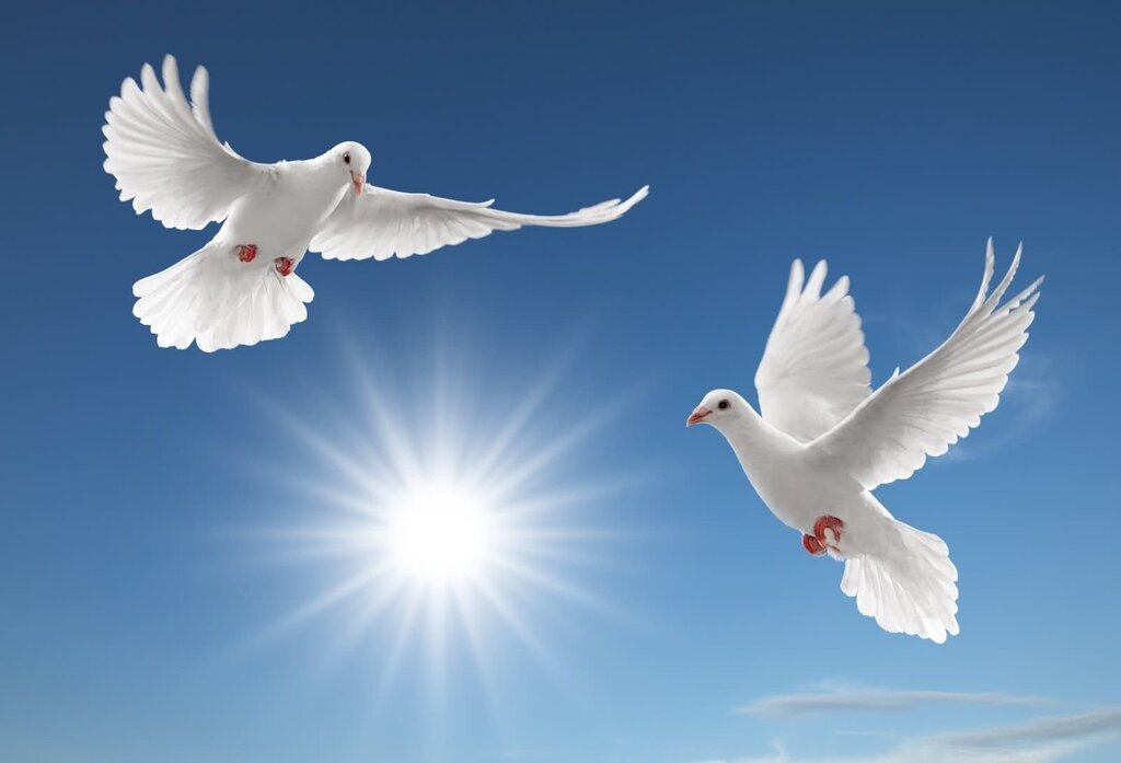 Beautiful pictures with doves