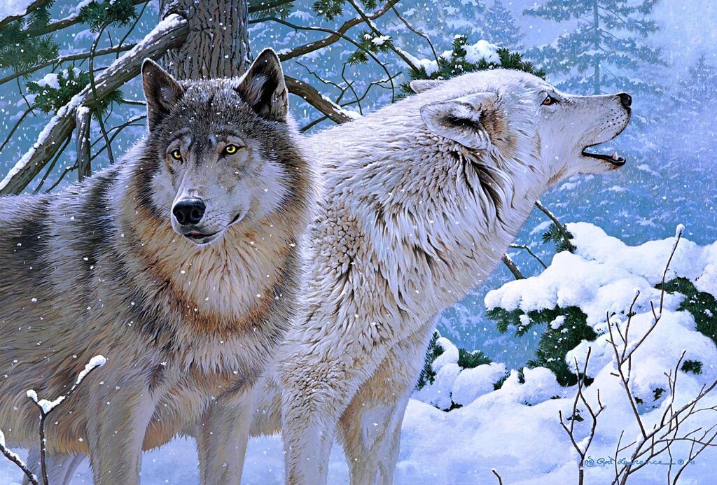 Beautiful pictures with a wolf