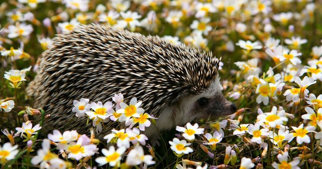 Beautiful hedgehog pictures