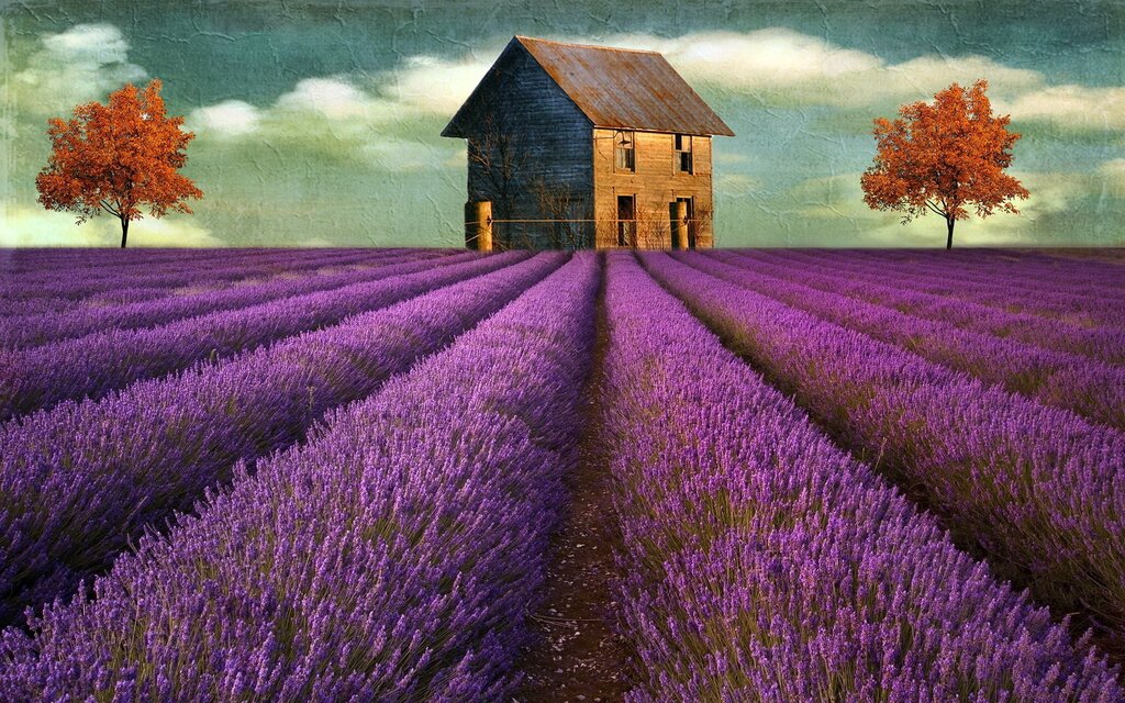 Lavender in the house