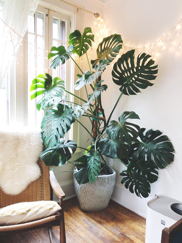 Monstera leaves in the interior