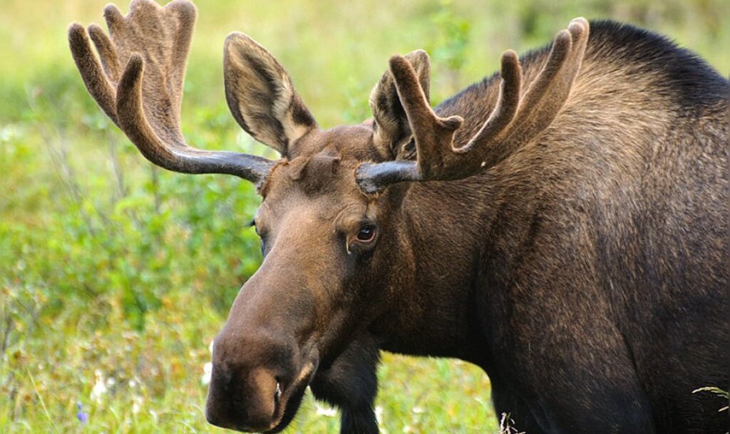 Moose pictures