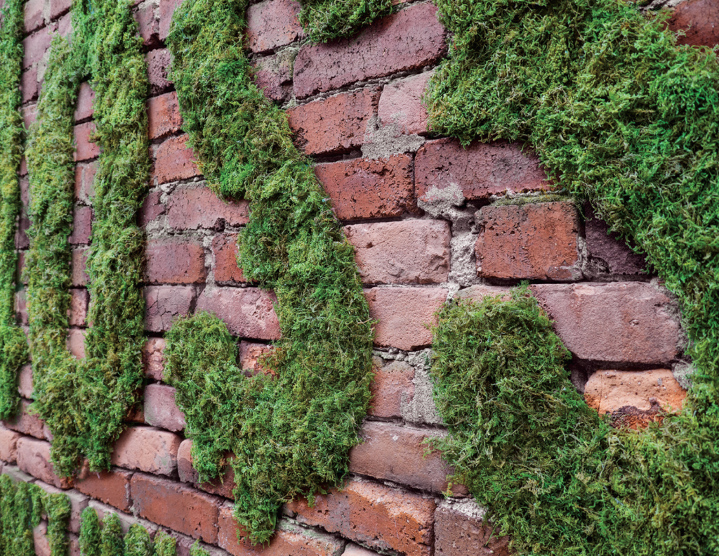 Moss on the wall