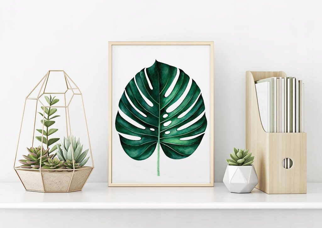 Monstera on the wall