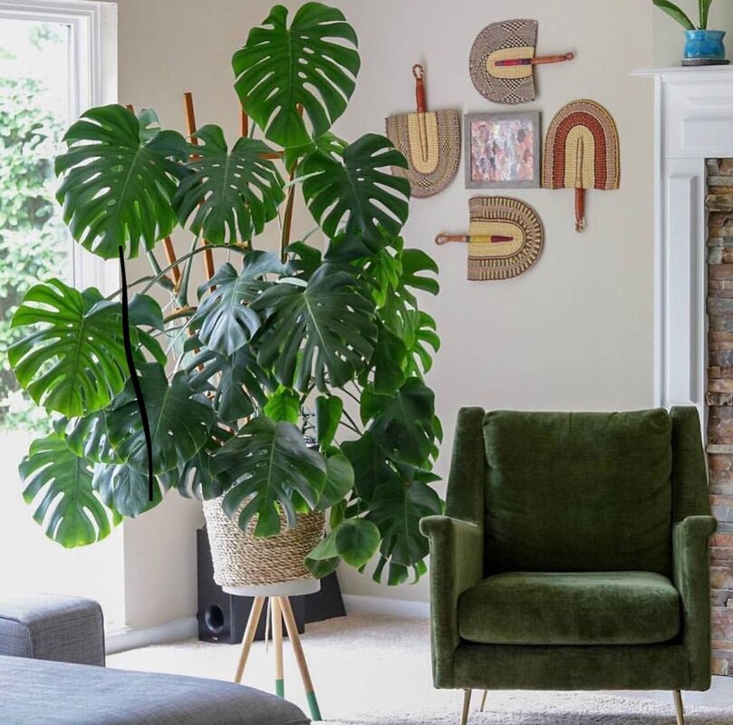 Monstera in the interior