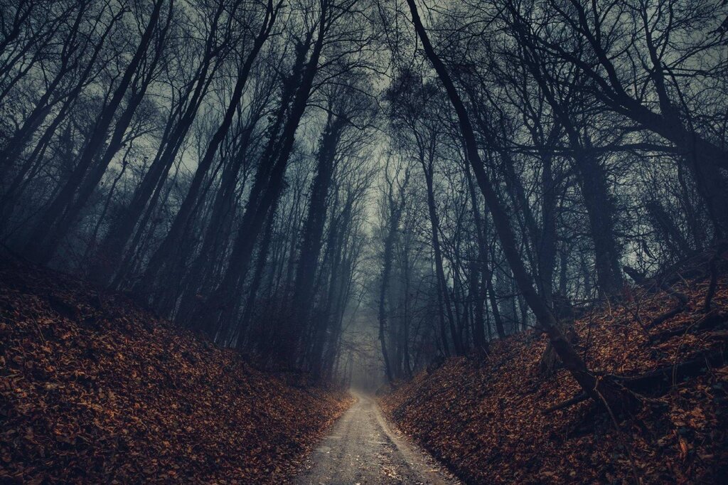 Dark forest pictures