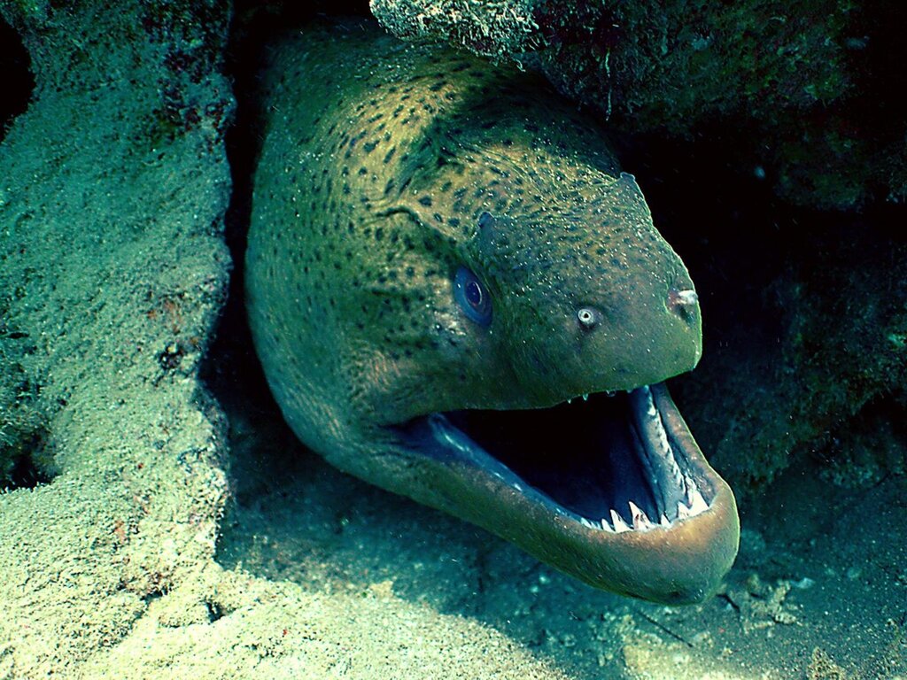 Moray eel pictures