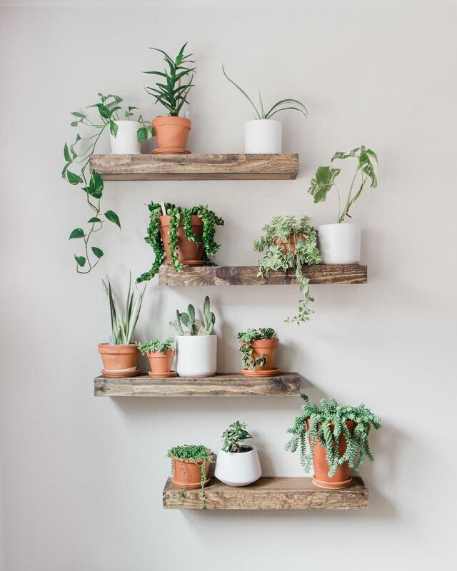 Wall-mounted shelves for flowers