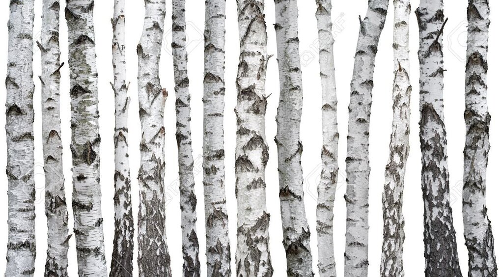 Birch grove wallpaper