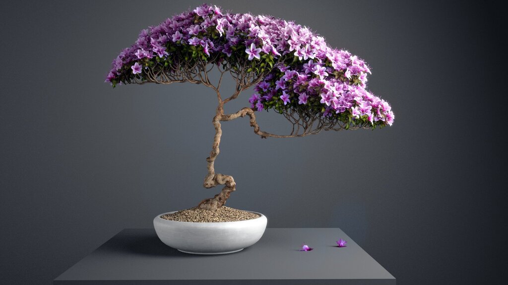 Bonsai wallpaper