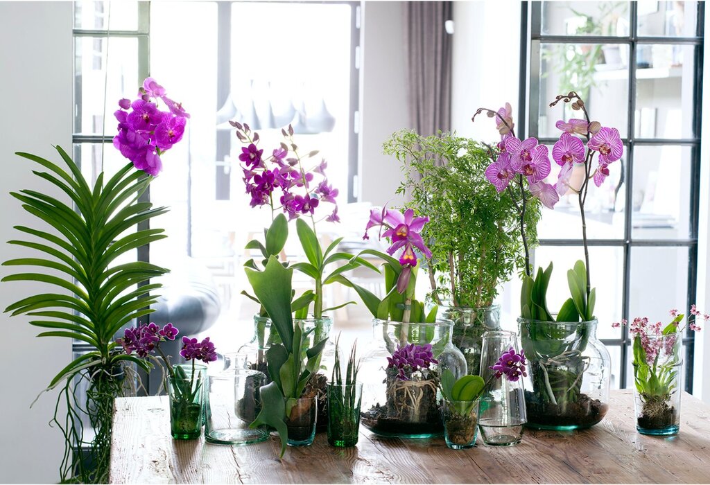 Orchids on the window