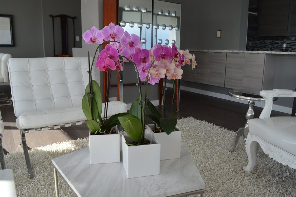 Orchids in the interior