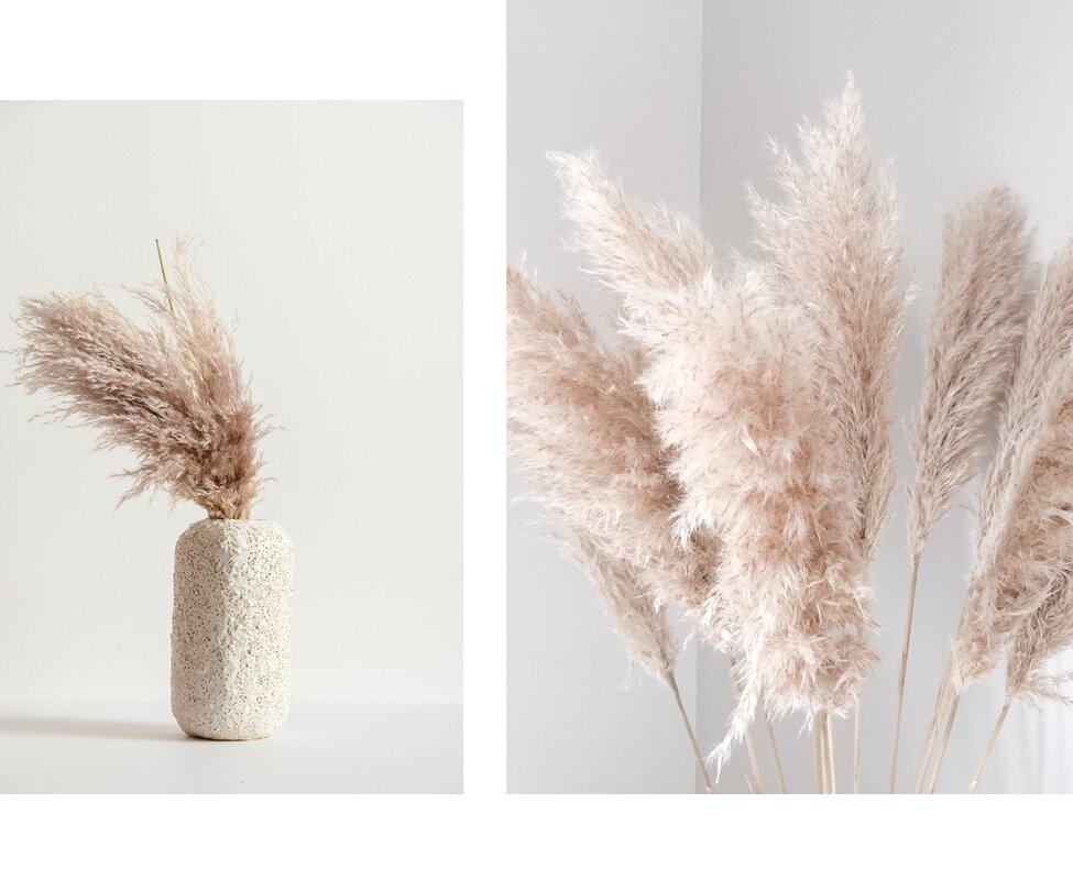 Pampas grass in the interior