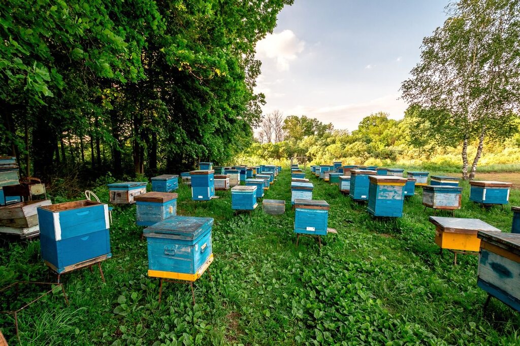 Apiary pictures