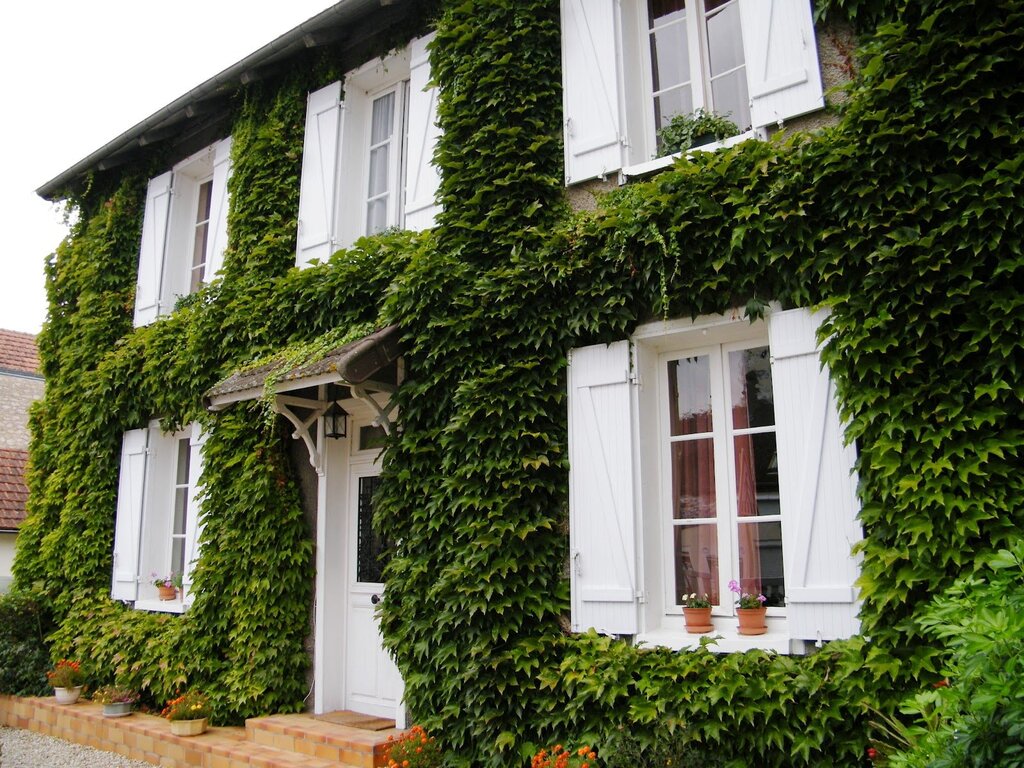 Ivy on the wall of the house