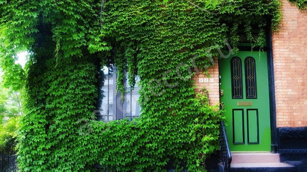 Ivy on the wall