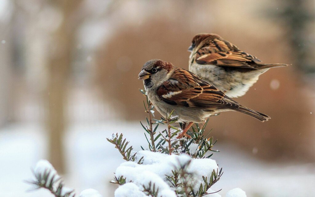 Birds in winter pictures