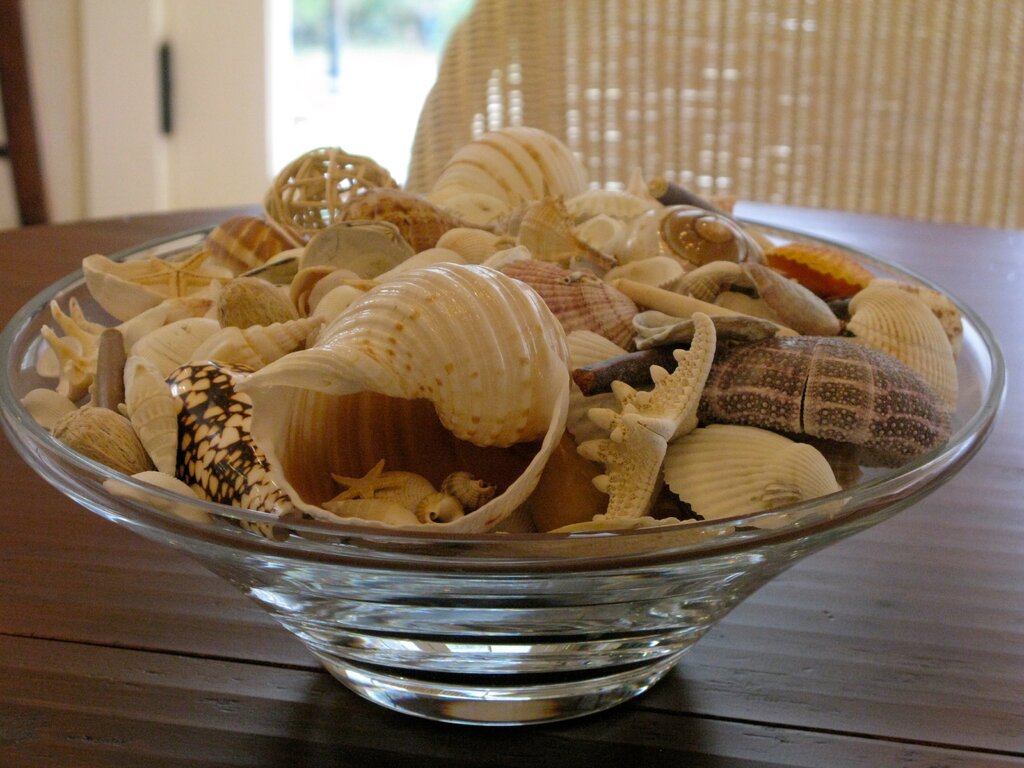 Seashells in the interior