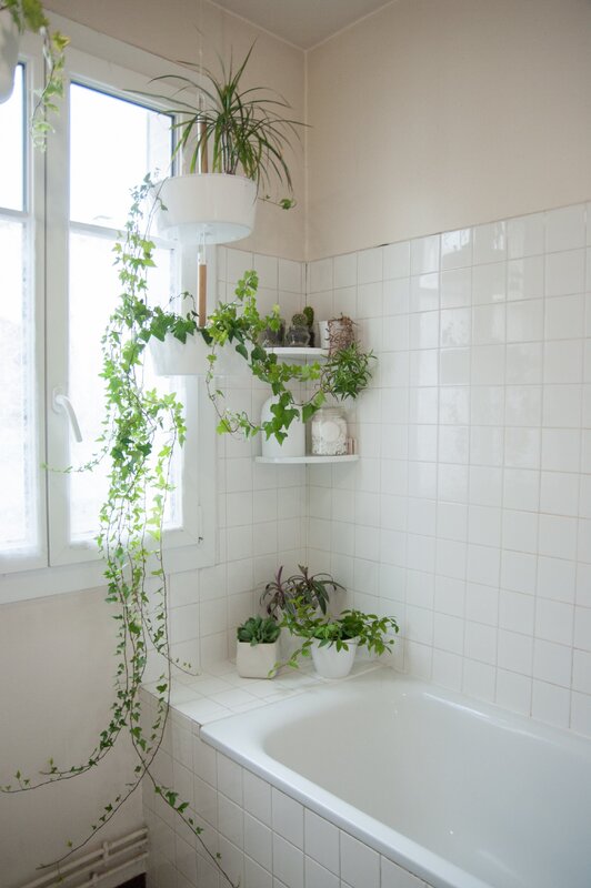 Plants for a bathroom with a window