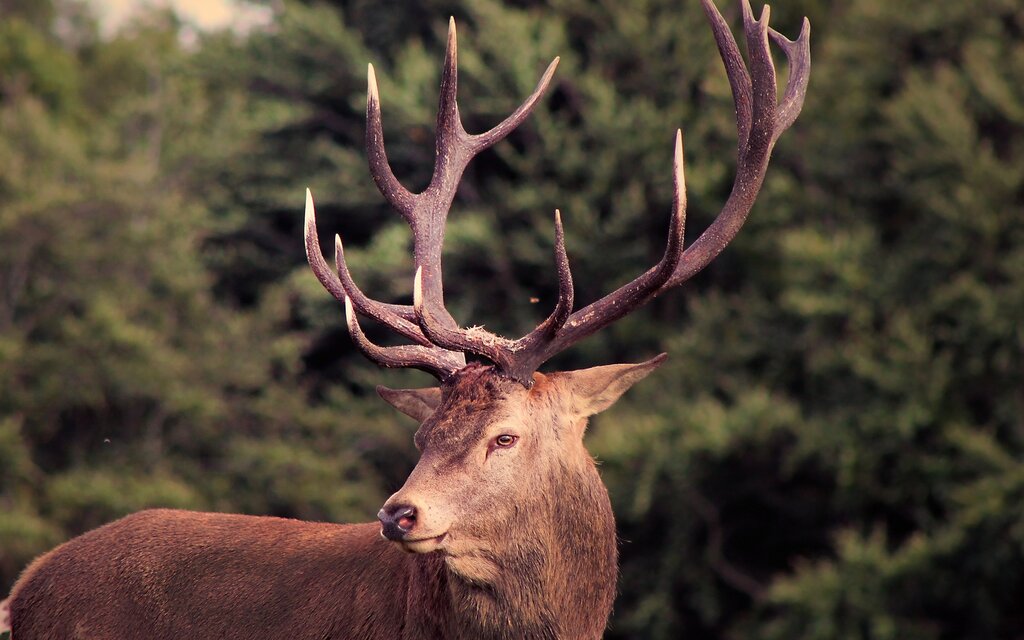 Pictures of deer antlers