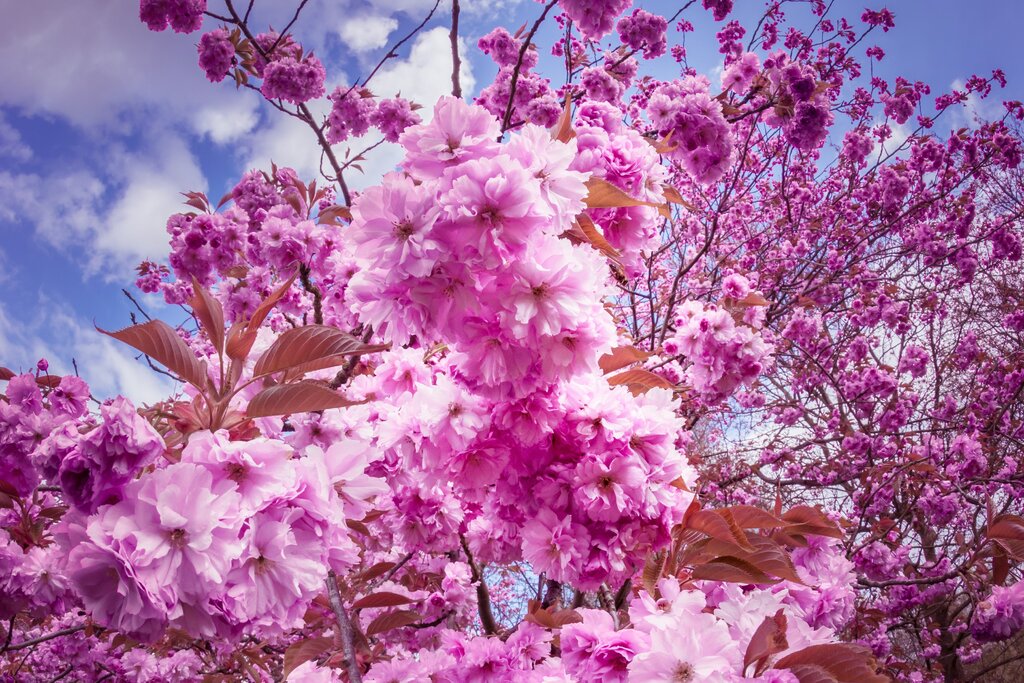 Sakura beautiful pictures