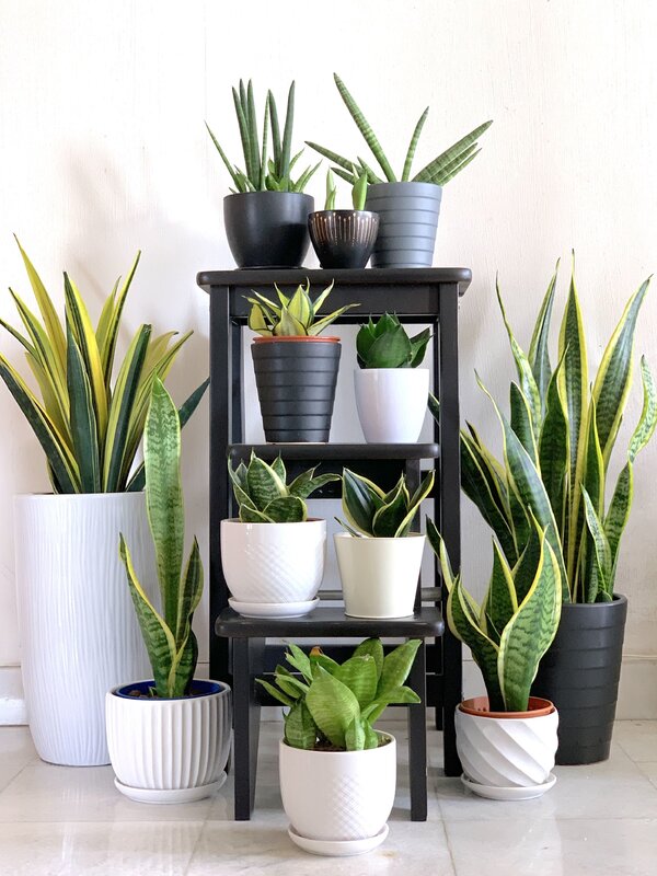 Sansevieria in the interior