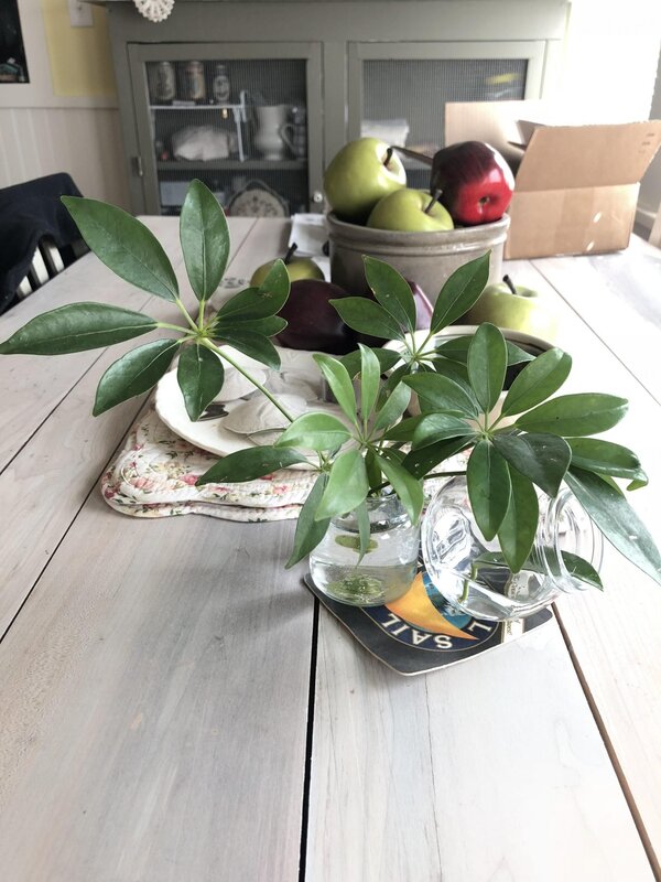 Schefflera in the interior