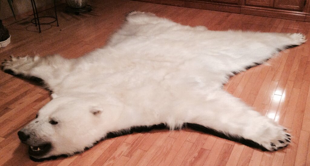 Bear skin in the interior